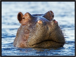 Hipopotam, Woda